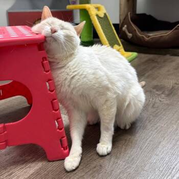 Ruby -  Siamese Cat for Adoption in Port Angeles, Washington - Ruby | PetCurious