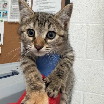 Domestic Short Hair Cats Available for Adoption in Edinburg, Texas - Blossom | PetCurious