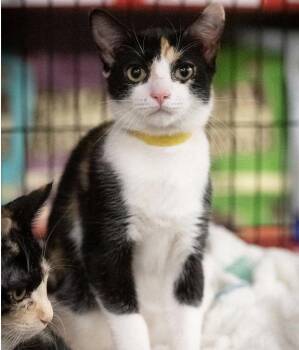 Calico and Domestic Short Hair Cats Available for Adoption in Campbell, California - Capt Marvel-ous | PetCurious
