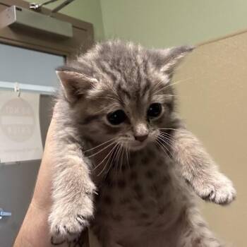 Fireball -  Domestic Medium Hair Cat for Adoption in Clavet, Saskatchewan - Fireball | PetCurious