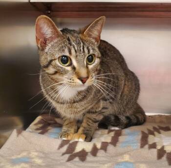 Rescue Domestic Short Hair Cats for Adoption in Sheboygan, Wisconsin - Mittens | PetCurious