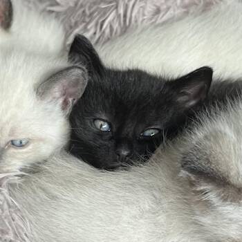 Chichikaluu -  Domestic Short Hair Cat for Adoption in Abbotsford, British Columbia - Chichikaluu | PetCurious