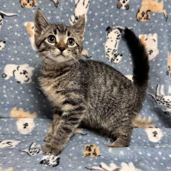 Keaton -  Domestic Short Hair Cat for Adoption in Waterloo, Iowa - Keaton | PetCurious