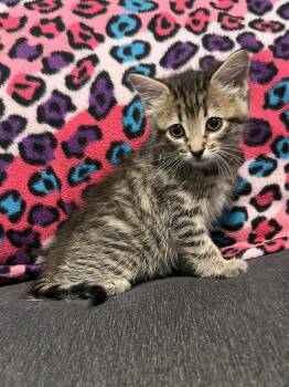 Haha -  Tabby Cat for Adoption in Fruit Heights, Utah - Haha | PetCurious