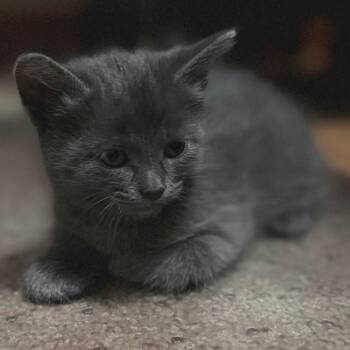Domestic Short Hair Cats Available for Adoption in Buffalo, Minnesota - Andarna | PetCurious