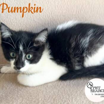 Pumpkin -  Domestic Short Hair Cat for Adoption in Washington, Pennsylvania - Pumpkin | PetCurious