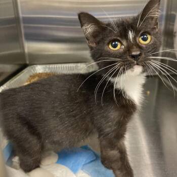 Cherry Cooler -  Domestic Short Hair Cat for Adoption in Greensboro, North Carolina - Cherry Cooler | PetCurious