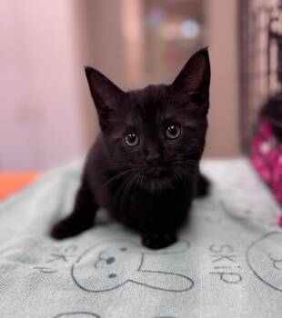 Domestic Short Hair Cats Available for Adoption in Disputanta, Virginia - Costco Cheryl | PetCurious
