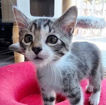 Jon Snow -  Tabby Cat for Adoption in Greenfield, California - Jon Snow | PetCurious