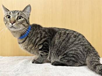Domestic Long Hair Cats Available for Adoption in Brentwood, Missouri - DAN | PetCurious