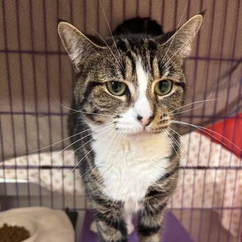 Gwendolyn -  Domestic Short Hair Cat for Adoption in Bedford, New Hampshire - Gwendolyn | PetCurious
