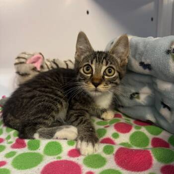 Esteban -  Domestic Short Hair Cat for Adoption in Sarasota, Florida - Esteban | PetCurious