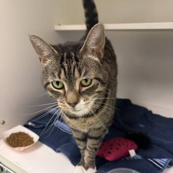 Deebo -  Domestic Short Hair and Mixed Breed Cat for Adoption in Philadelphia, Pennsylvania - Deebo | PetCurious