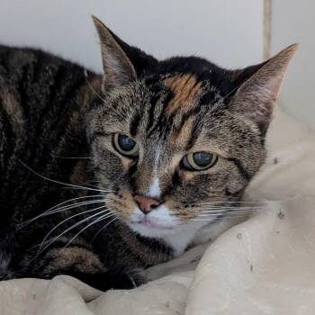 Mimi Monkey -  Domestic Short Hair Cat for Adoption in Brighton, Missouri - Mimi Monkey | PetCurious