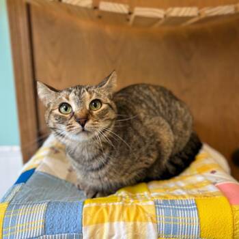Alana -  Domestic Short Hair Cat for Adoption in Fargo, North Dakota - Alana | PetCurious