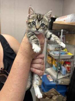 RUDY -  Domestic Short Hair Cat for Adoption in San Bernardino, California - RUDY | PetCurious
