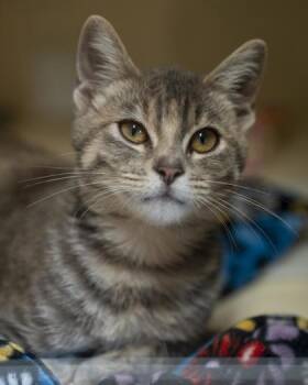 Layla -  Domestic Short Hair Cat for Adoption in Pequot Lakes, Minnesota - Layla | PetCurious