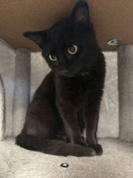 Domestic Short Hair Cats Available for Adoption in Mount Pleasant, Iowa - Winnie The Pooh | PetCurious