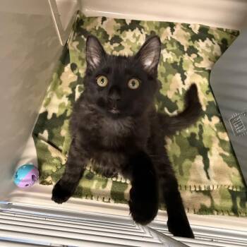 Amarok -  Domestic Medium Hair Cat for Adoption in Watertown, New York - Amarok | PetCurious