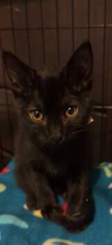 Rescue Bombay Cats for Adoption in Reno, Nevada - BAXTER, BANDIT AND BARRETT | PetCurious