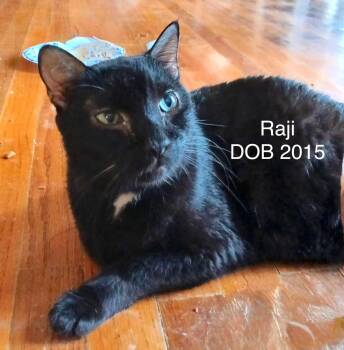 Raji -  Domestic Short Hair Cat for Adoption in Houston, Texas - Raji | PetCurious