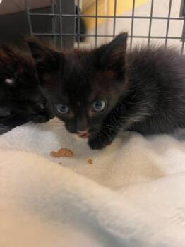 Thing 1 -  Domestic Short Hair Cat for Adoption in Honolulu, Hawaii - Thing 1 | PetCurious