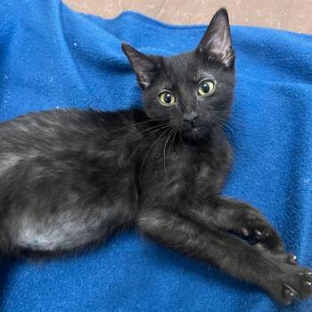Domestic Short Hair Cats Available for Adoption in Morrison, Colorado - Phil Somers | PetCurious