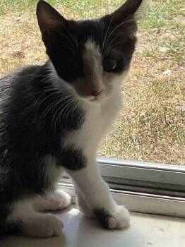 ELSA -  Domestic Short Hair Cat for Adoption in Sacramento, California - ELSA | PetCurious