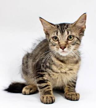 Mr Electric -  Domestic Medium Hair and Domestic Short Hair Cat for Adoption in Morton Grove, Illinois - Mr Electric | PetCurious