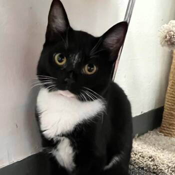 Colette -  Domestic Short Hair Cat for Adoption in Buffalo, New York - Colette | PetCurious