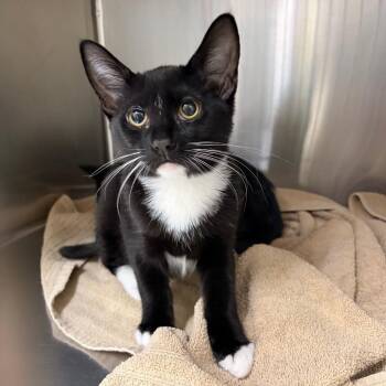 Domestic Short Hair Cats Available for Adoption - Keno | PetCurious