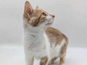 Tino -  Domestic Short Hair and Tabby Cat for Adoption in Powell, Ohio - Tino | PetCurious