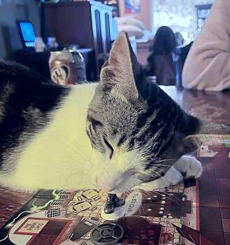 Rescue Tabby Cats for Adoption in Fresno, California - Lala | PetCurious