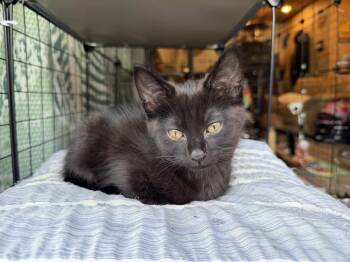 Jasmine -  Domestic Short Hair Cat for Adoption in Plymouth, Michigan - Jasmine | PetCurious