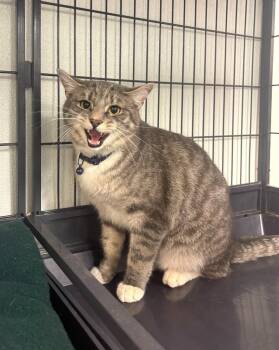 Domestic Short Hair Cats Available for Adoption in Rock Springs, Wyoming - Sleepy | PetCurious