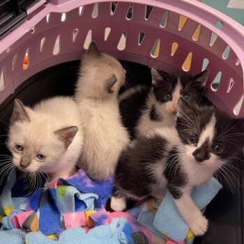 Paula Abdul -  Domestic Short Hair Cat for Adoption in Clearwater, Florida - Paula Abdul | PetCurious