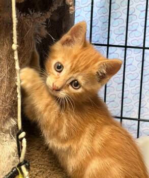 Mango *IN FOSTER* -  Domestic Short Hair Cat for Adoption in South Bend, Indiana - Mango *IN FOSTER* | PetCurious