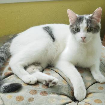 Cosmo - Bonded with Chunk! -  Domestic Short Hair Cat for Adoption in Bristol, Indiana - Cosmo - Bonded With Chunk! | PetCurious