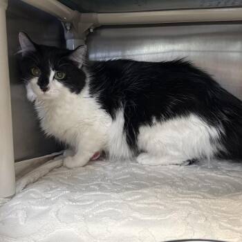 Domestic Short Hair Cats Available for Adoption in Indianapolis, Indiana - Lilo | PetCurious