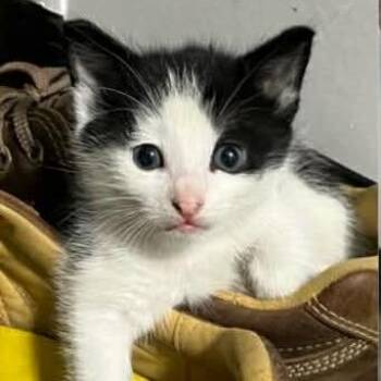 Batman -  Domestic Short Hair Cat for Adoption in Calgary, Alberta - Batman | PetCurious