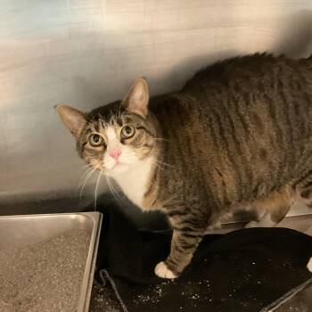 Domestic Short Hair Cats Available for Adoption in Monroe, Louisiana - Sprite | PetCurious