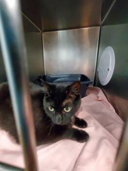 VIOLA -  Domestic Short Hair Cat for Adoption in Fort Walton Beach, Florida - VIOLA | PetCurious