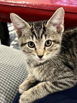 Basil (1138) -  Tiger Cat for Adoption in Zephyrhills, Florida - Basil (1138) | PetCurious