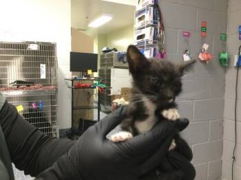 PEPPER -  Domestic Short Hair Cat for Adoption in Thousand Palms, California - PEPPER | PetCurious