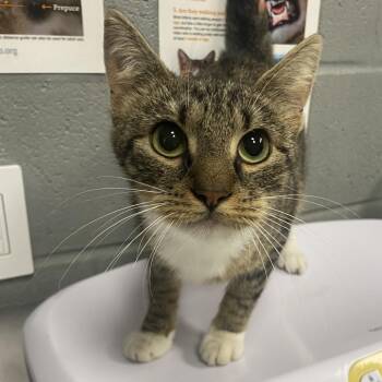 Fishstick -  Domestic Short Hair Cat for Adoption in Allentown, Pennsylvania - Fishstick | PetCurious