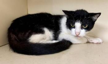 Watt -  Domestic Short Hair Cat for Adoption in Chamblee, Georgia - Watt | PetCurious