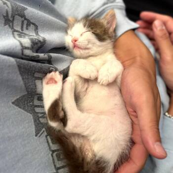Domestic Short Hair Cats Available for Adoption in Long Beach, California - Ozzy | PetCurious