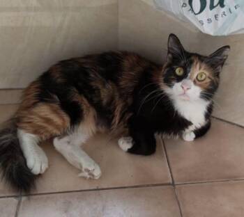 Rescue Calico and Persian Cats for Adoption in Vaughan, Ontario - Zeda | PetCurious