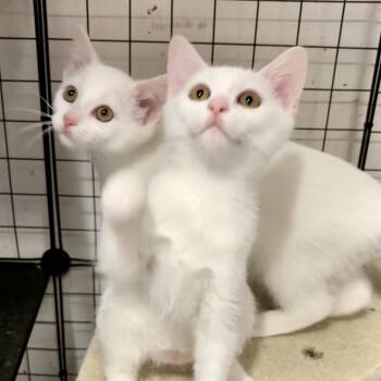 PINK LADIES - JULIANA & JADE L -  American Shorthair Cat for Adoption in New York, New York - PINK LADIES - JULIANA & JADE L | PetCurious