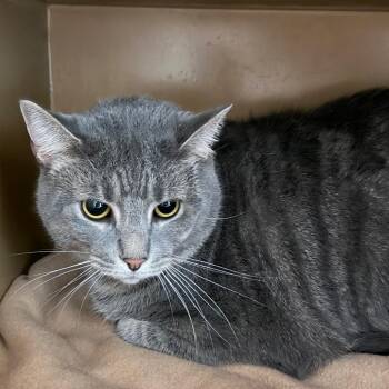 Tabby -  Domestic Short Hair Cat for Adoption in Madisonville, Kentucky - Tabby | PetCurious